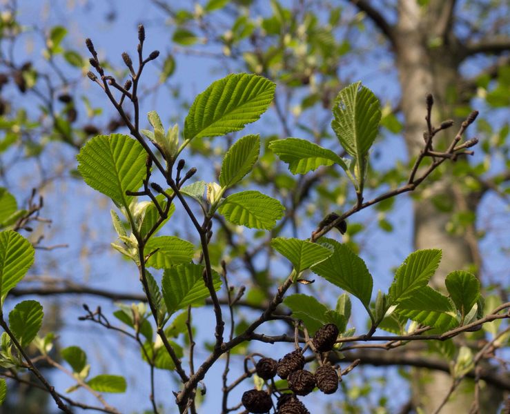 Erle Baum Pollen